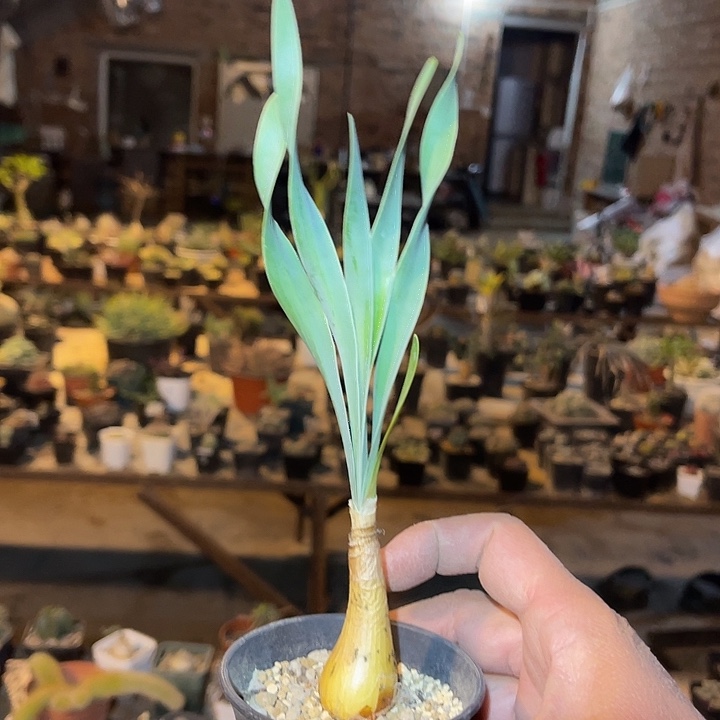 满38包邮2天凑单，脱土晾根发货多肉植物巨凤之卵