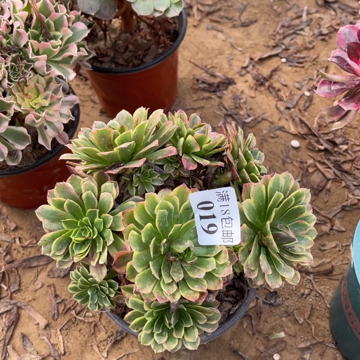 019朝霞绣球1号棚