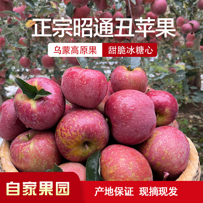 正宗云南昭通冰糖心红富士丑苹果新鲜现摘脆甜多汁果园直发