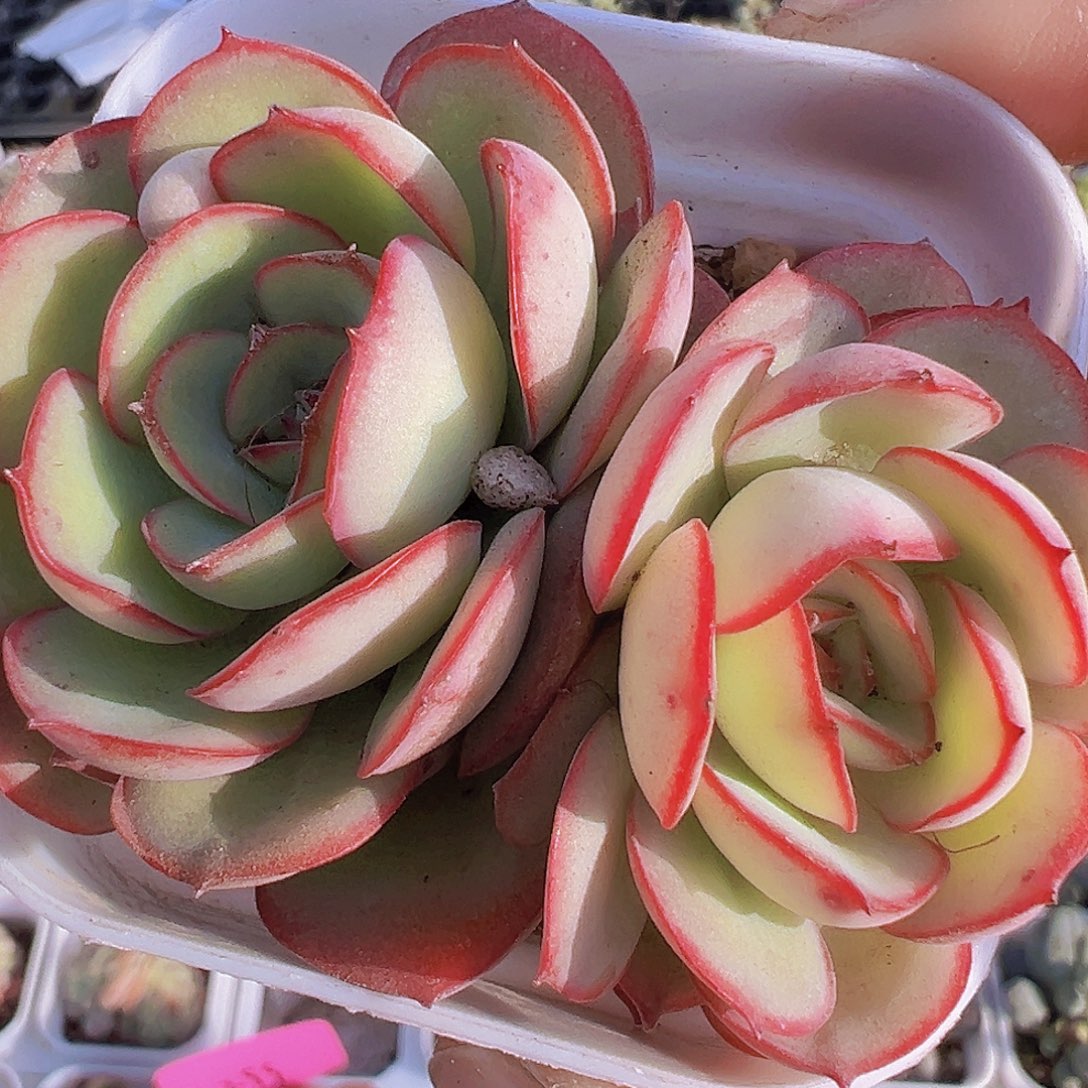 牡丹亭19包邮多肉植物