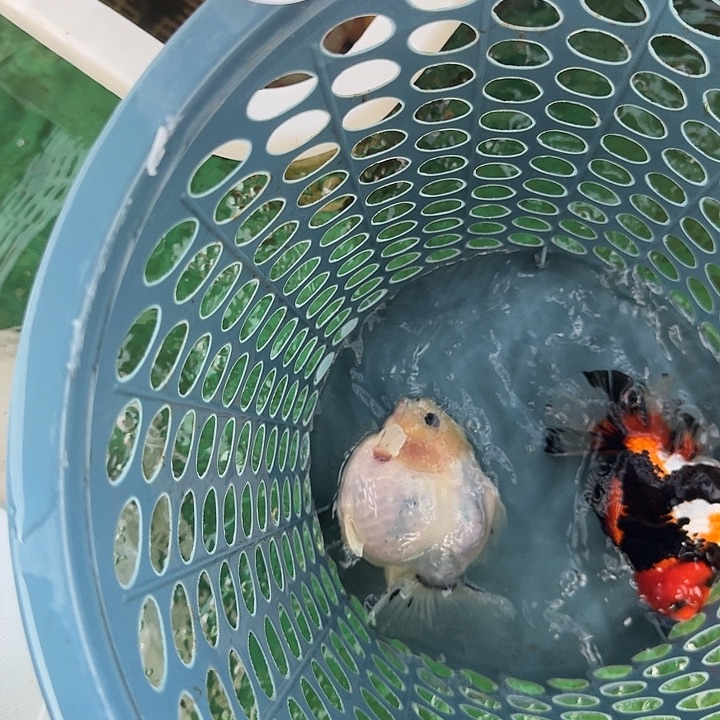 612包邮到家嘿嘿嘿嘿嘿嘿嘿嘿