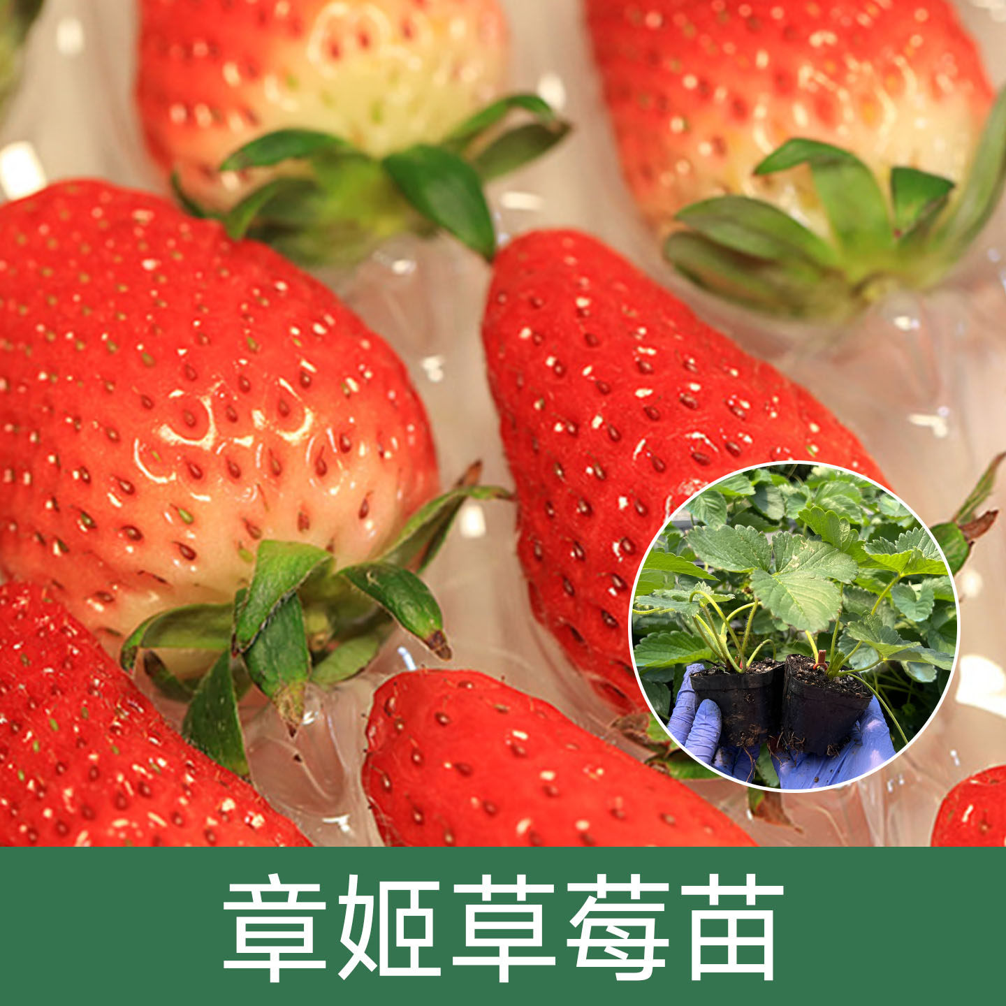 【章姬草莓苗穴盘/钵苗】奶油草莓苗盆栽植被阳台庭院盆栽