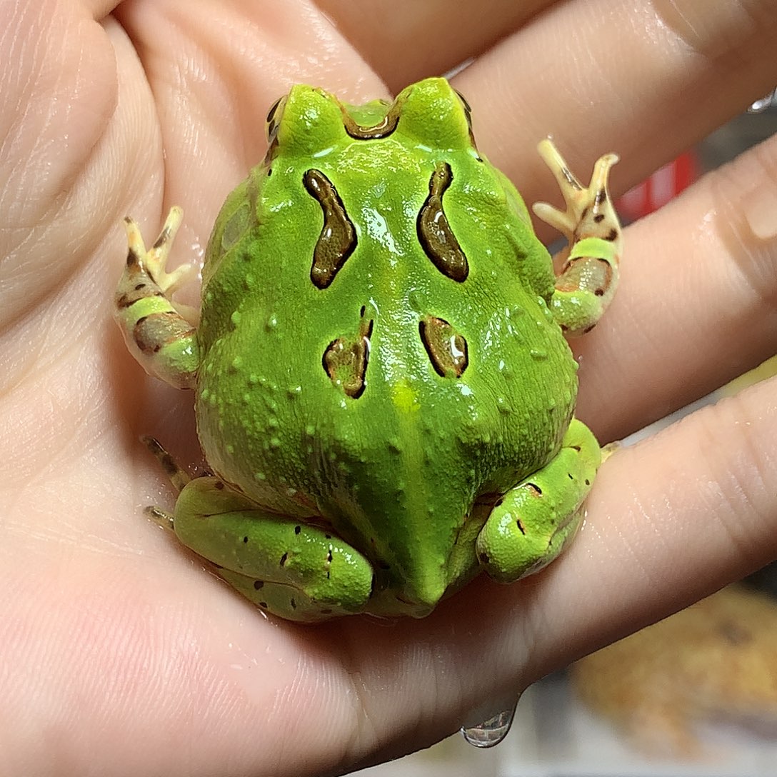 角蛙2488秘鲁角蛙