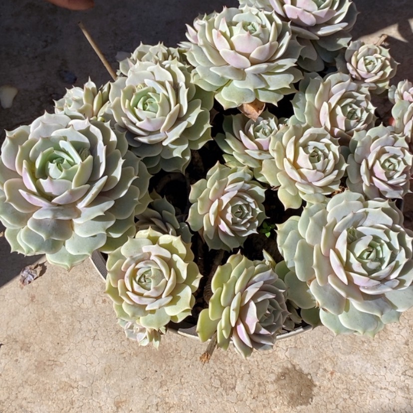 【闪购商品】三***王多肉植物的