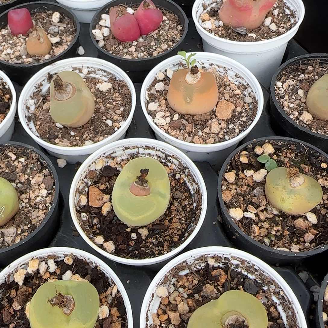 小屁屁凑单拍，单拍不发