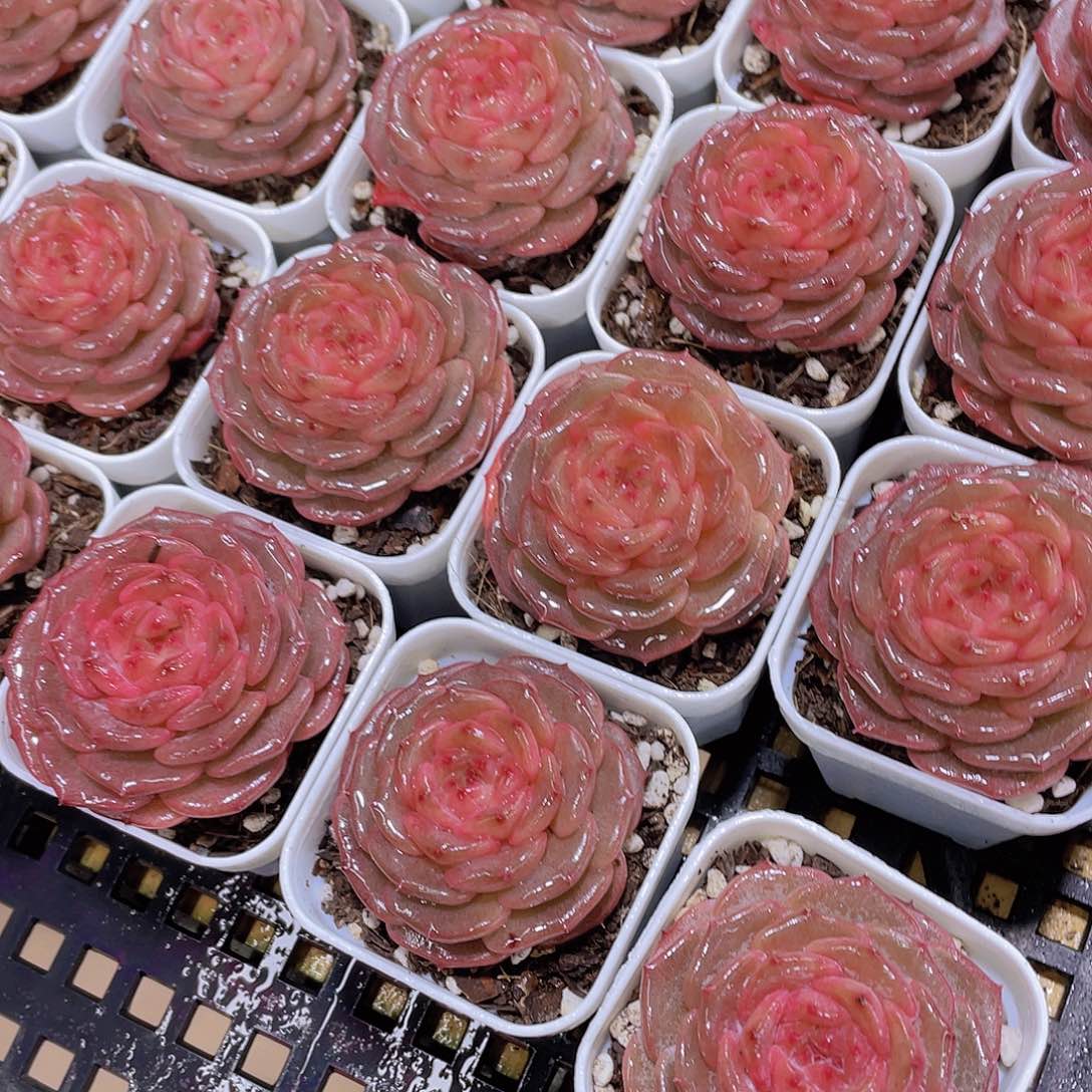 量拍42号 糖心秋海棠单头一个