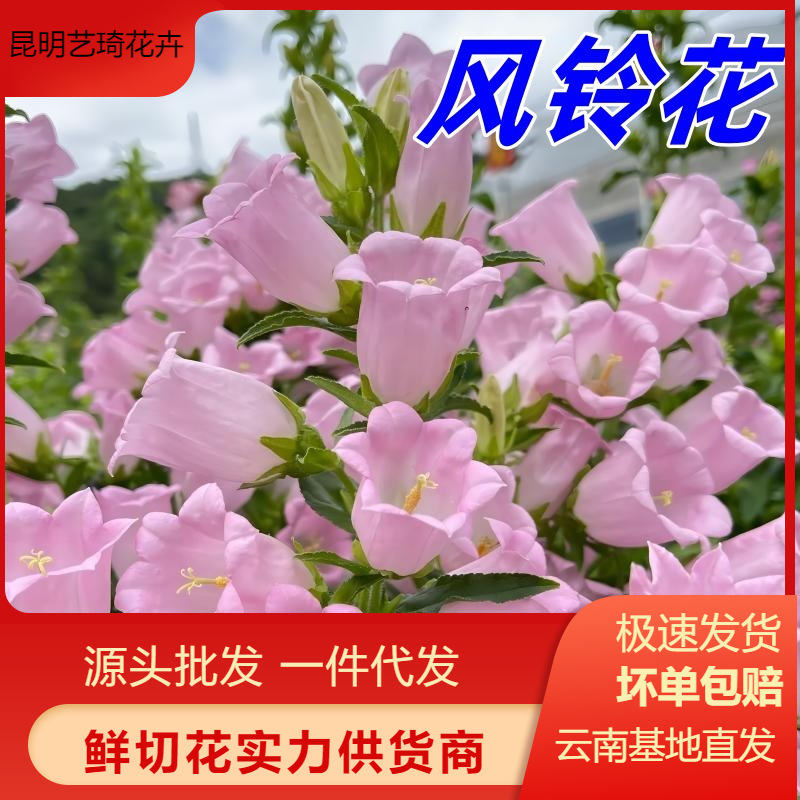 铃兰云南基地鲜花家用摆摊插花沙龙花材可一件代发