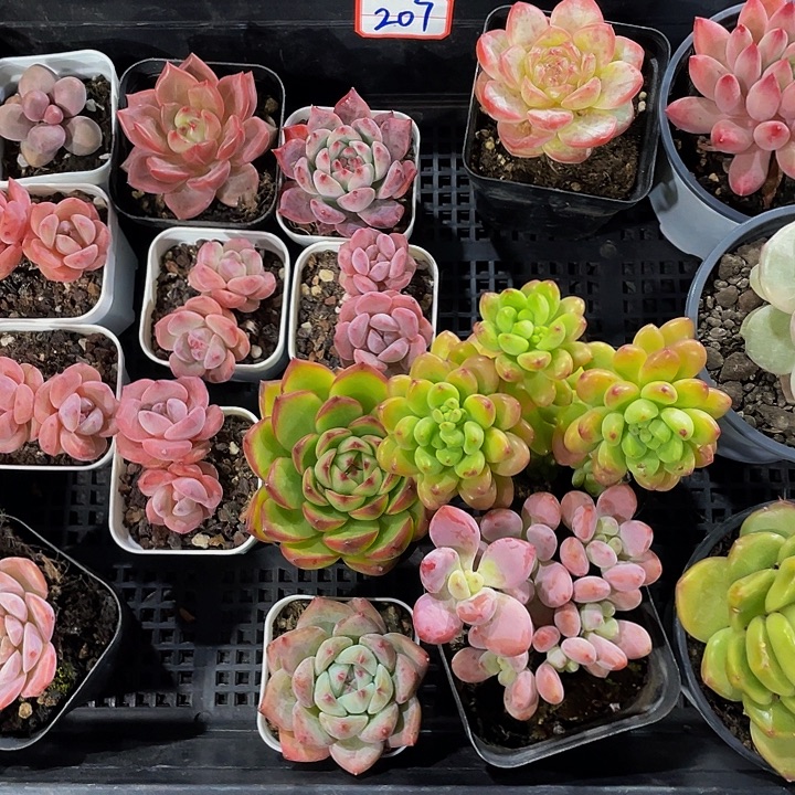 托土发货托土207号托土发