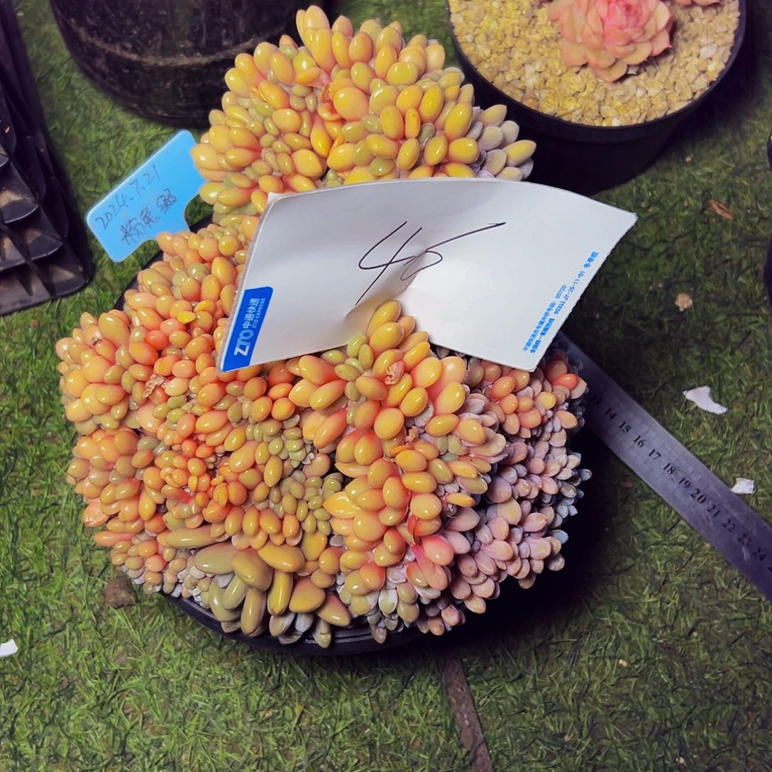 I***博46号一物一拍脱土包邮