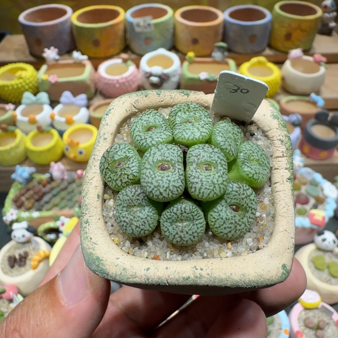 蘑菇1342安贞多肉植物