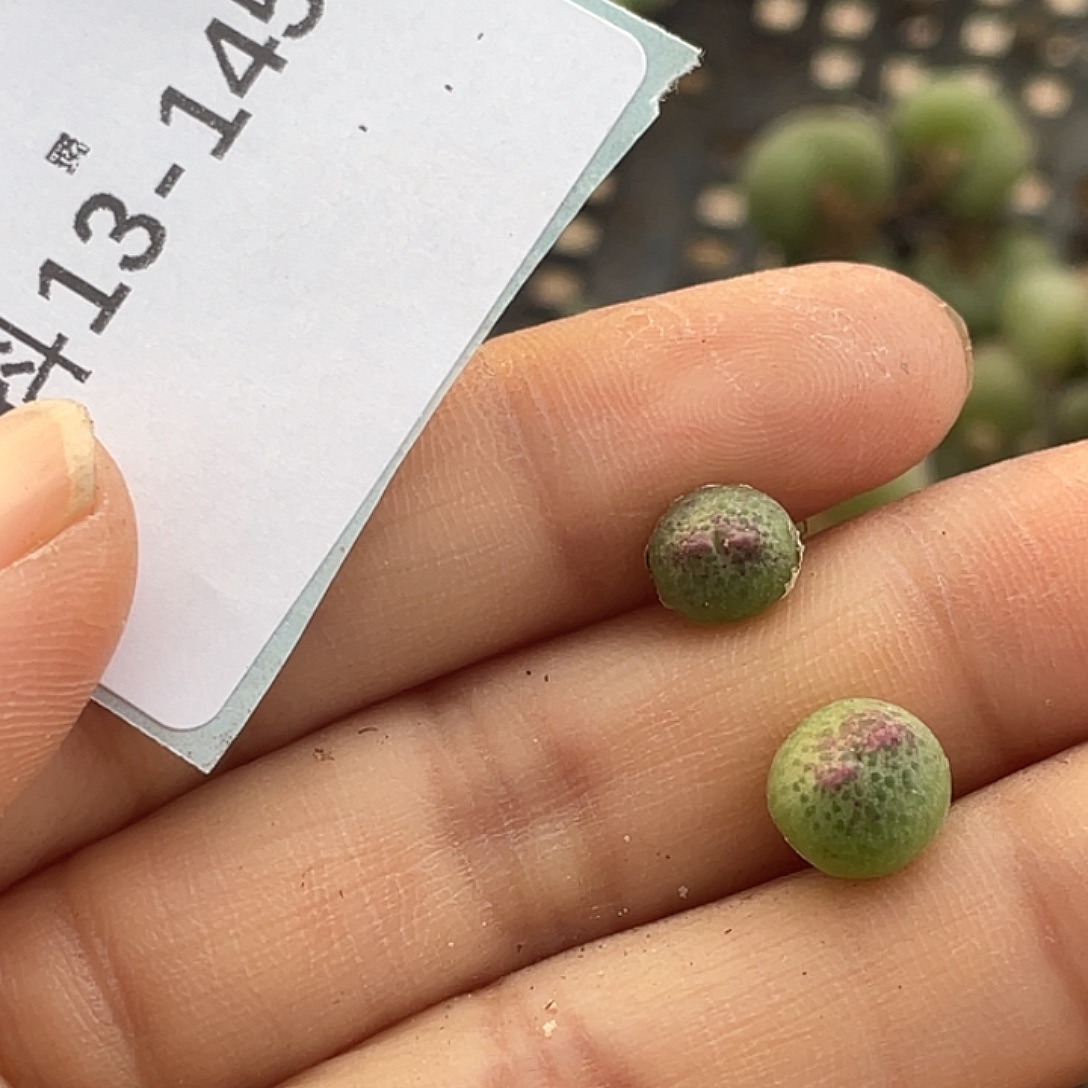 小***z13-145肉锥多肉植物