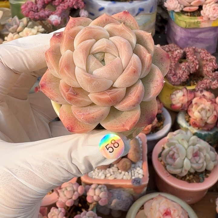 58 多肉含盆土 30元 除偏远地区