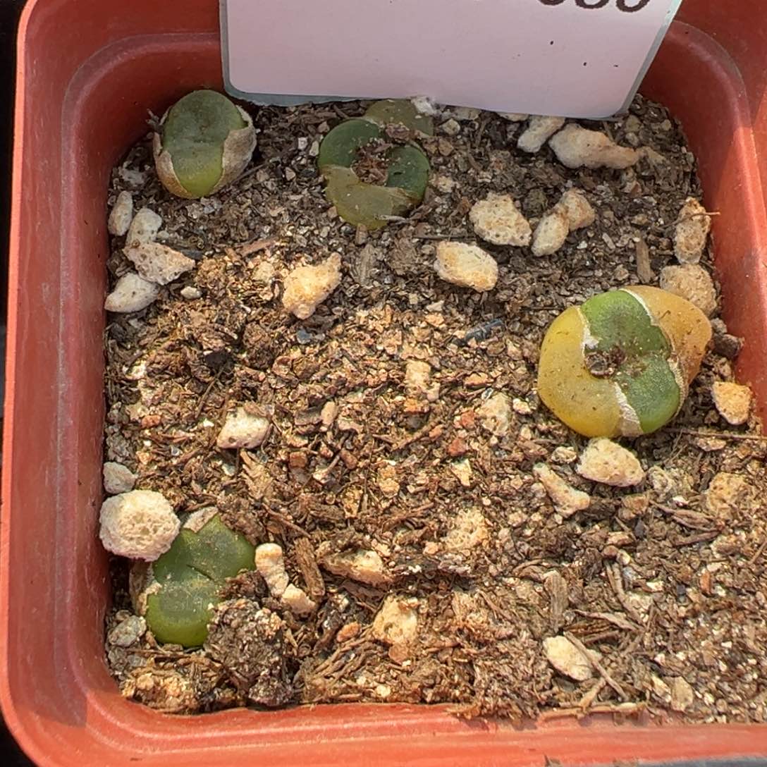 23-80肉锥多肉植物，