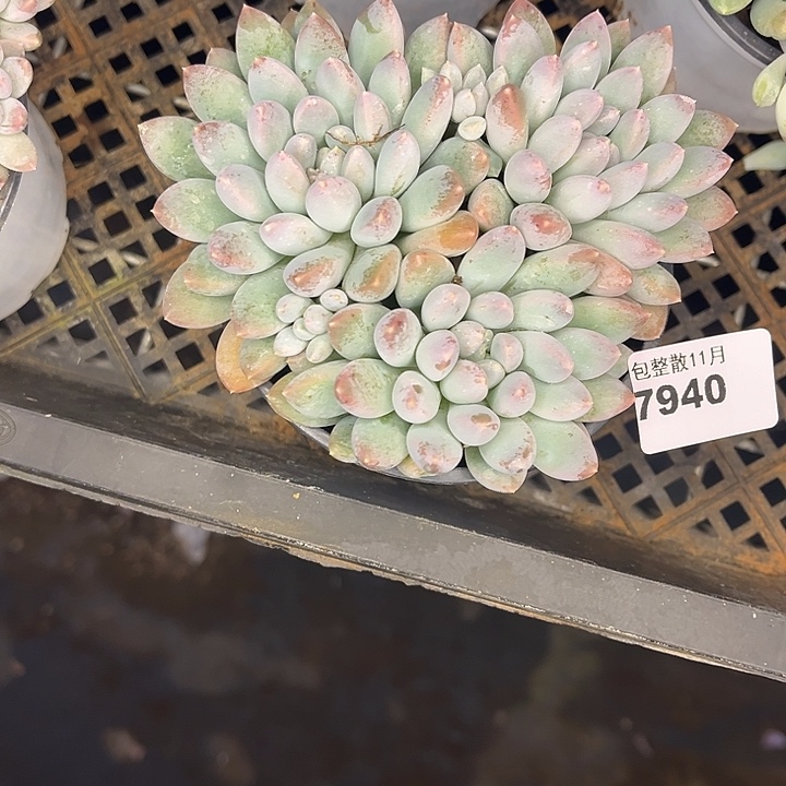 阿雅园艺。         7940