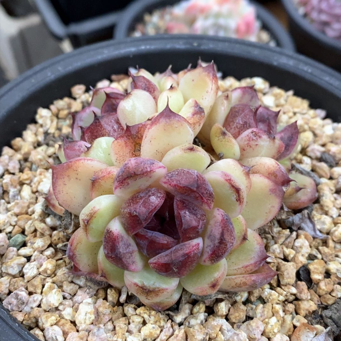 多肉植物一物一拍320