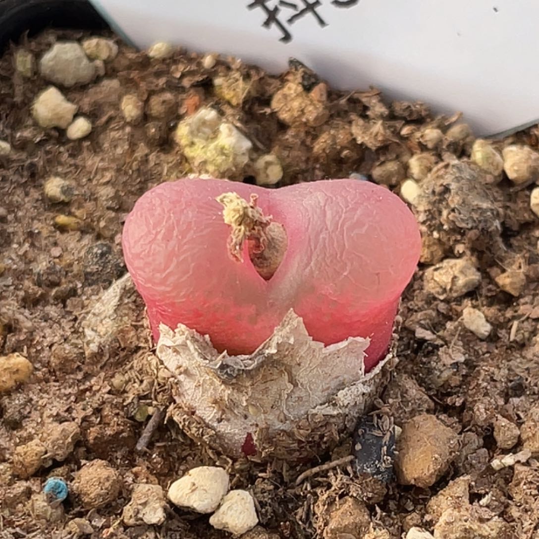 5-38毛毛多肉植物肉锥