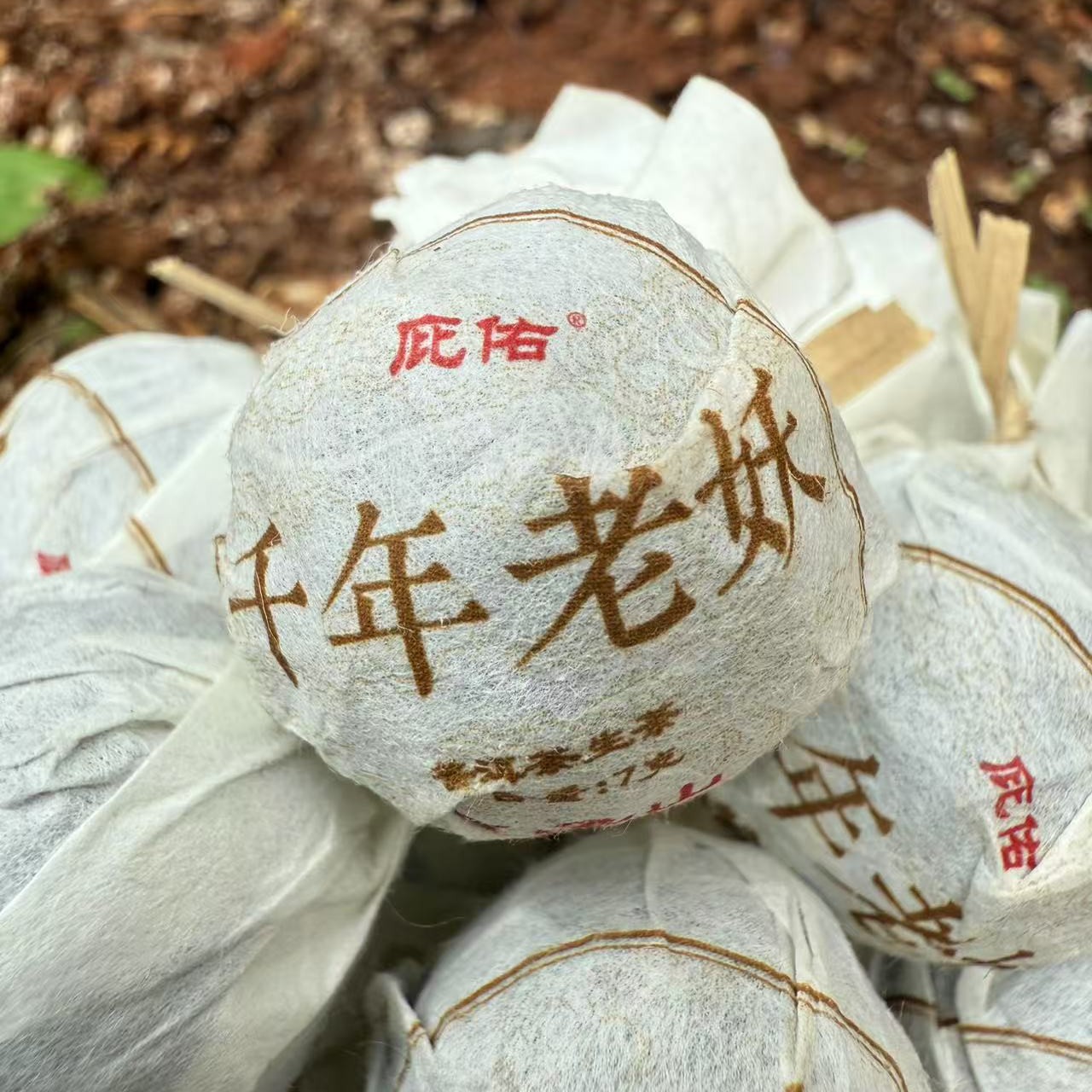 王子山高杆古树龙珠25颗原始森林单株龙珠普洱茶生茶高端茶