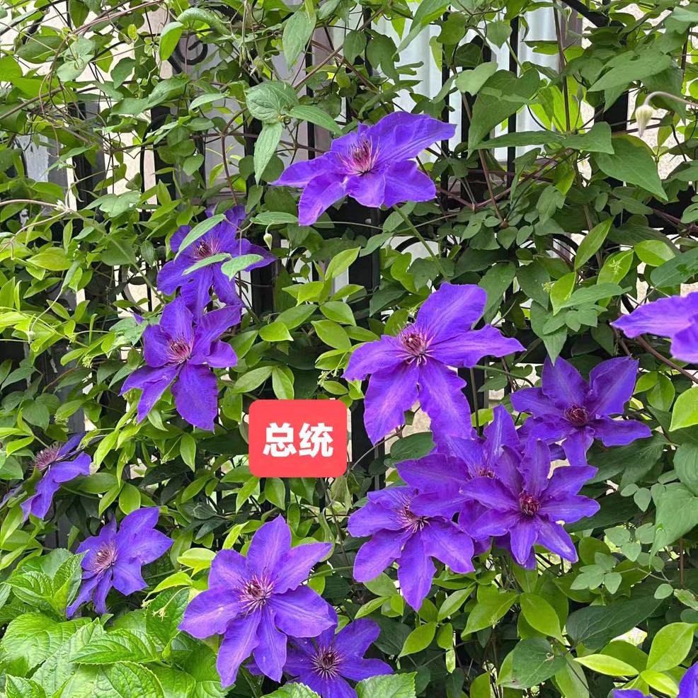 铁线莲 混苗 两颗 爬藤植物庭院观花盆栽室内耐寒耐热四季开花