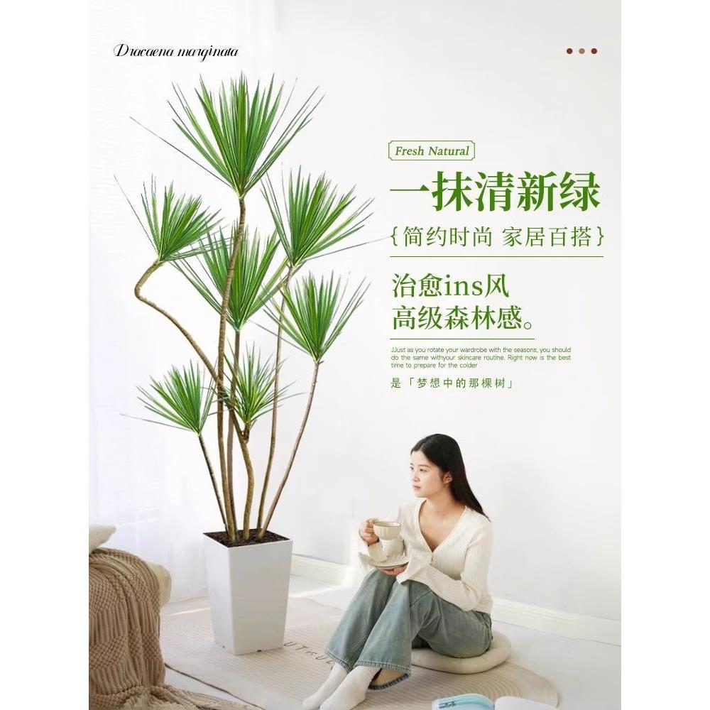 造型青叶千年木绿植客厅大型真树网红室内盆栽龙血树落地旺宅好养