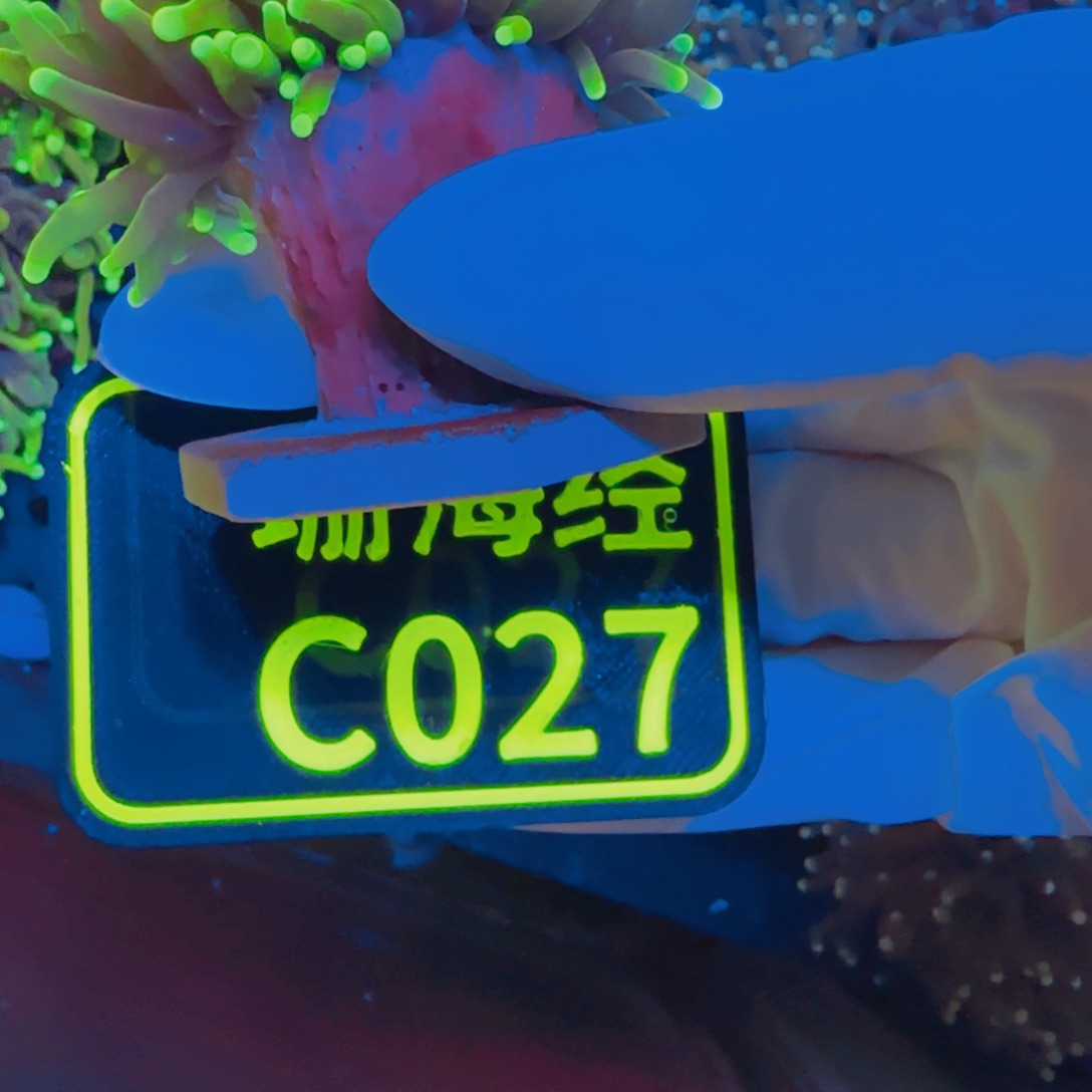 白****纽扣珊瑚晓晓不包邮肉薄仙本那霓虹金C027