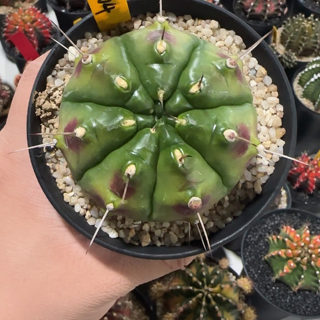 NR004-1224泰国米哈多肉