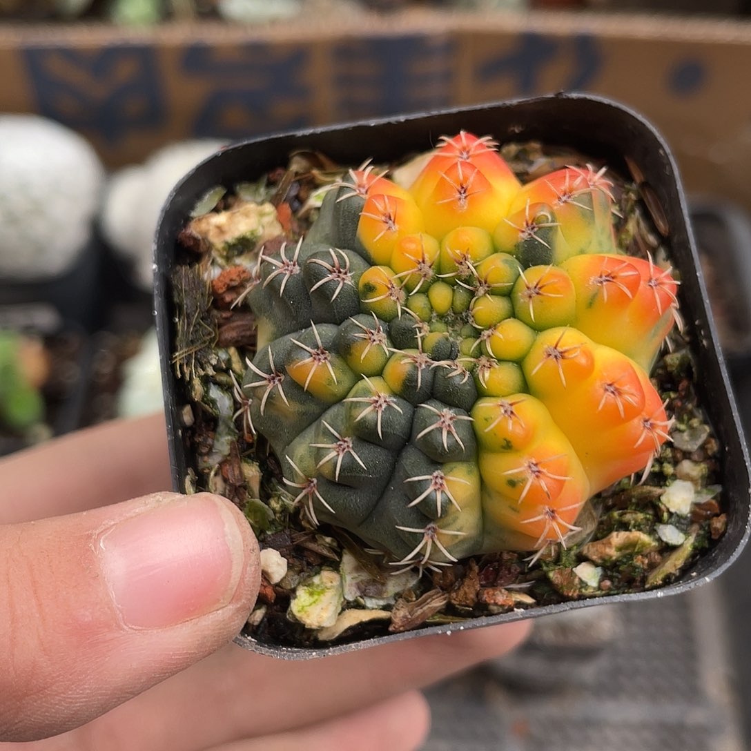 169瑞昌玉锦仙人球