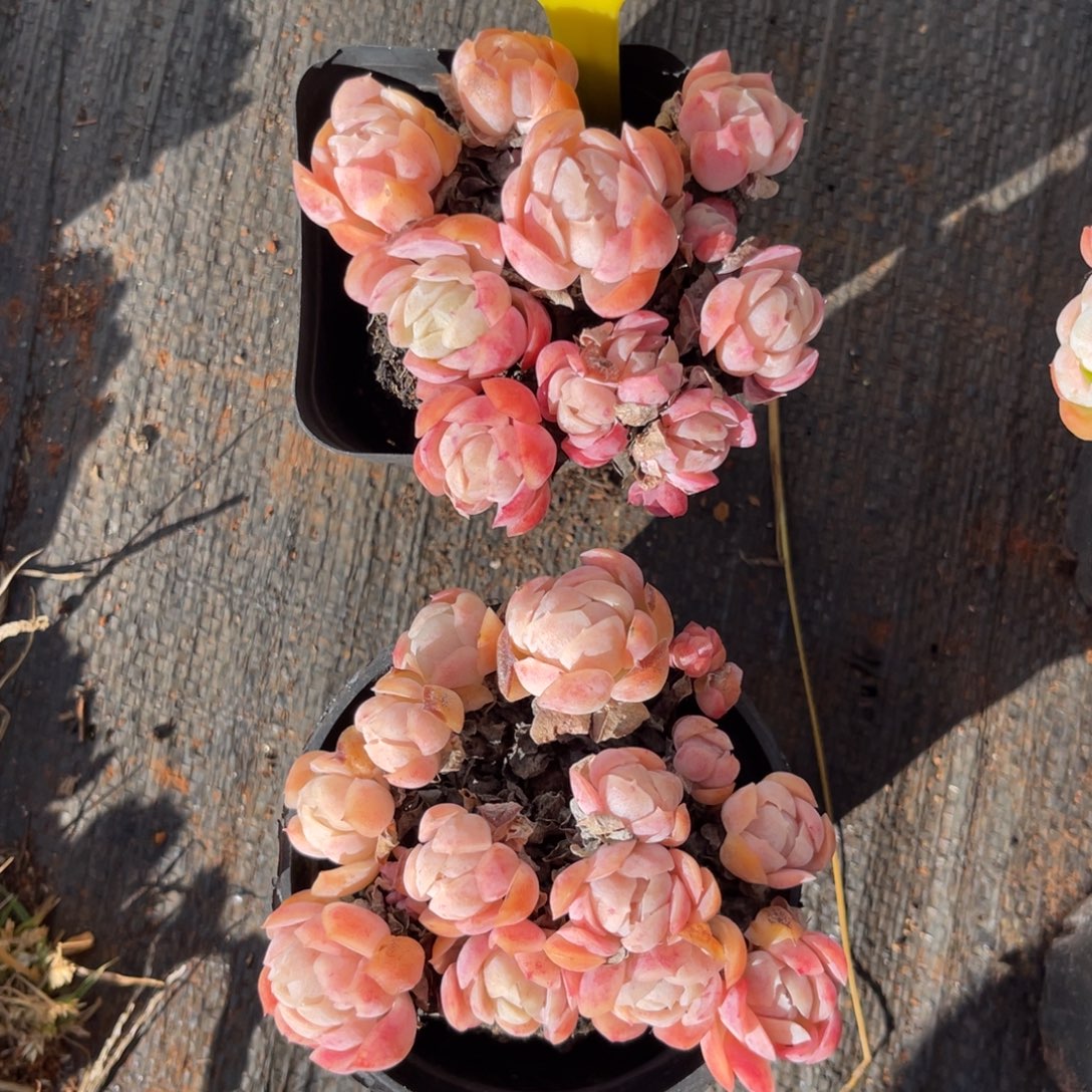 云尘多肉一物一拍带盆带土不包整1508