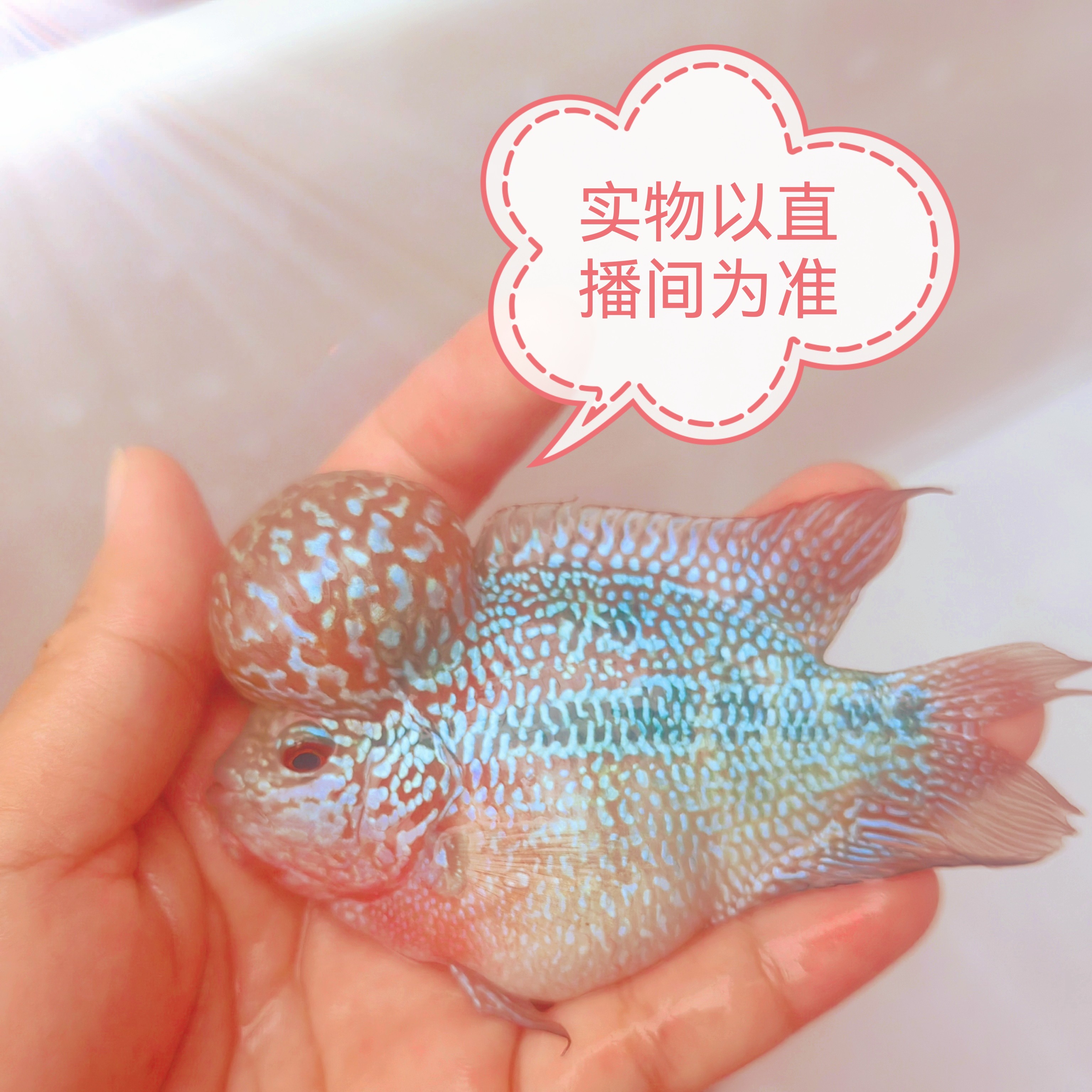 阿猛观赏鱼 淡水热带罗汉鱼258  