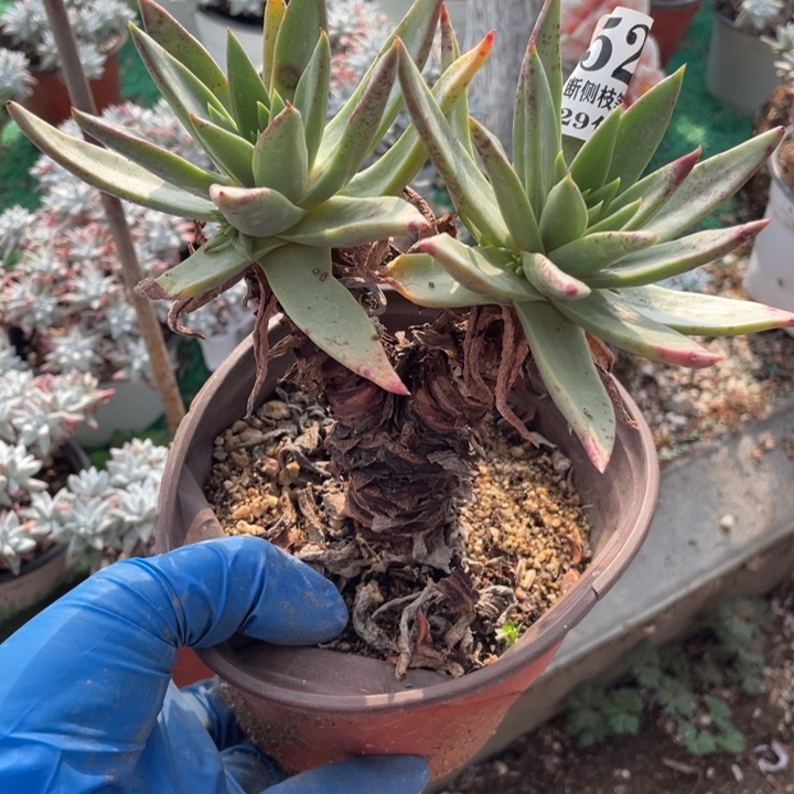 520号伊静思多肉植物