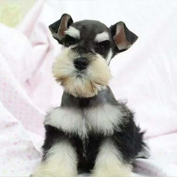 【兰州山河宠物x】狗狗活体链接