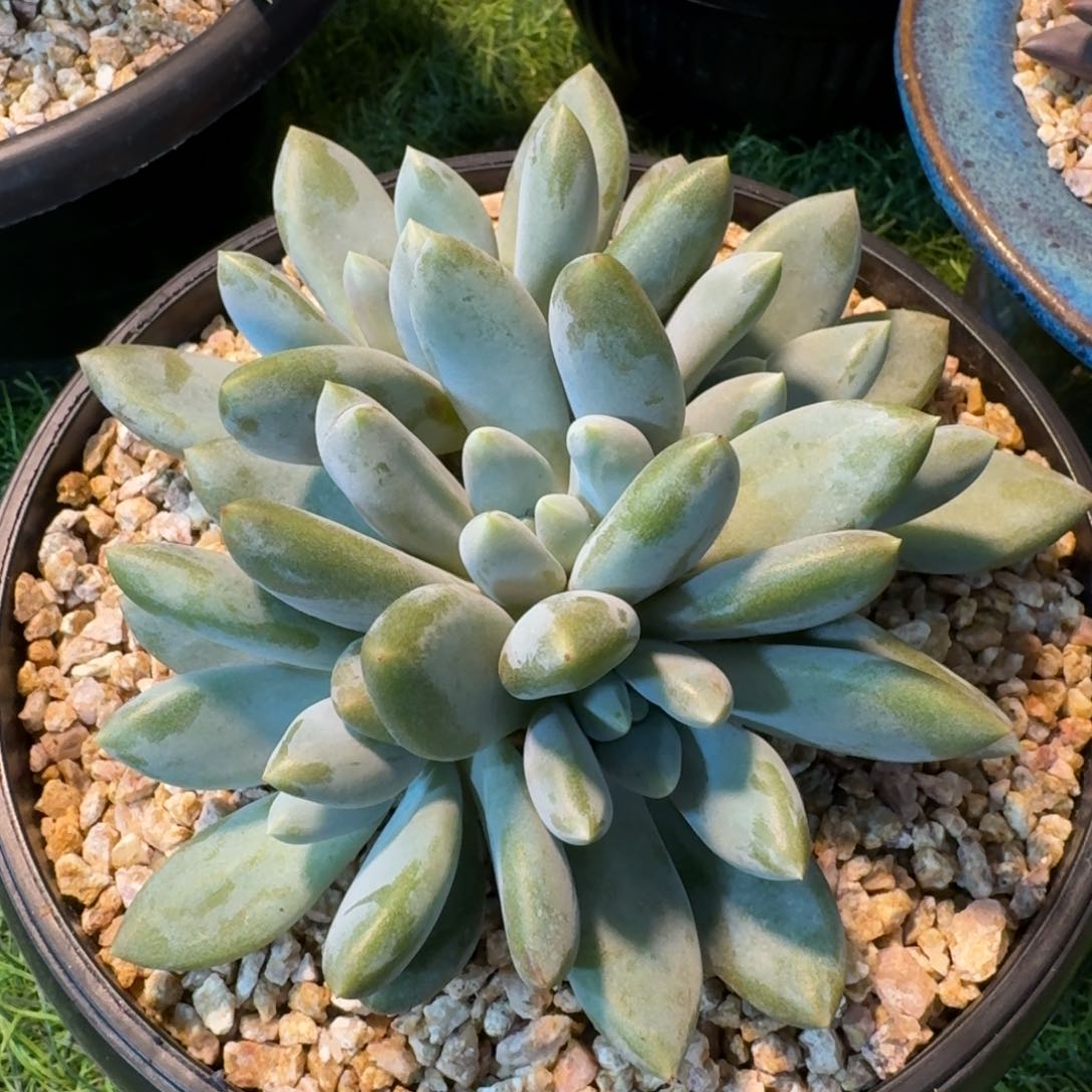 多肉植物哥特萝莉群