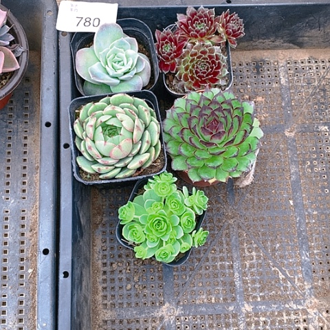 【闪购商品】780号5盆组合