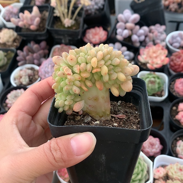 精控香格里拉缀化