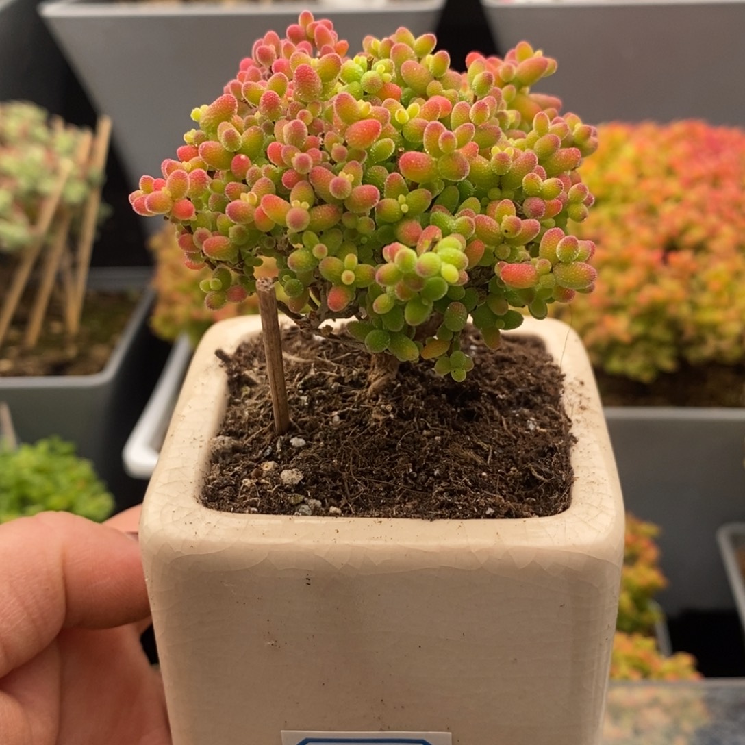 完全开放9号蜜橘糖球（6.5cm）