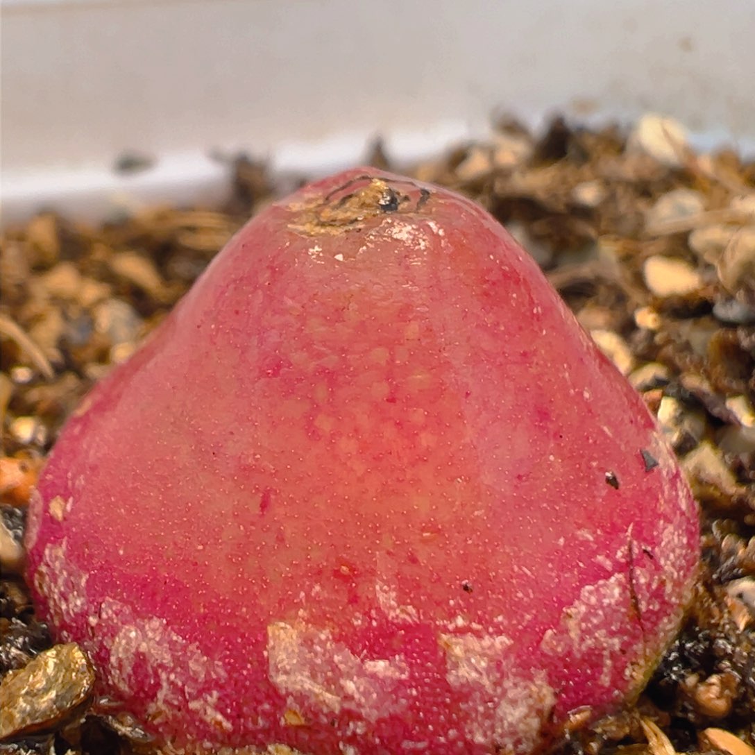 19多肉植物百科知识