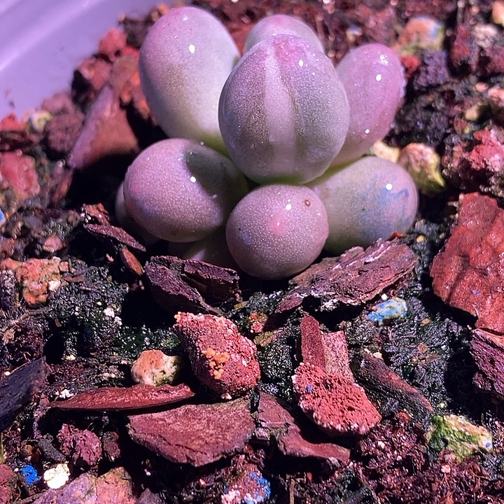 拿***下米可锦多肉植物多肉