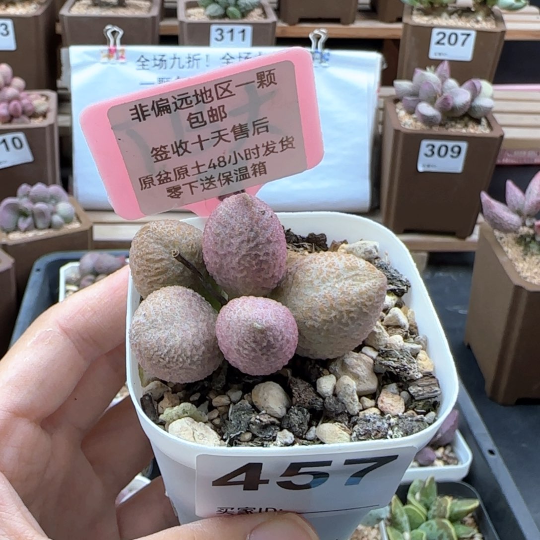 457服部多肉植物