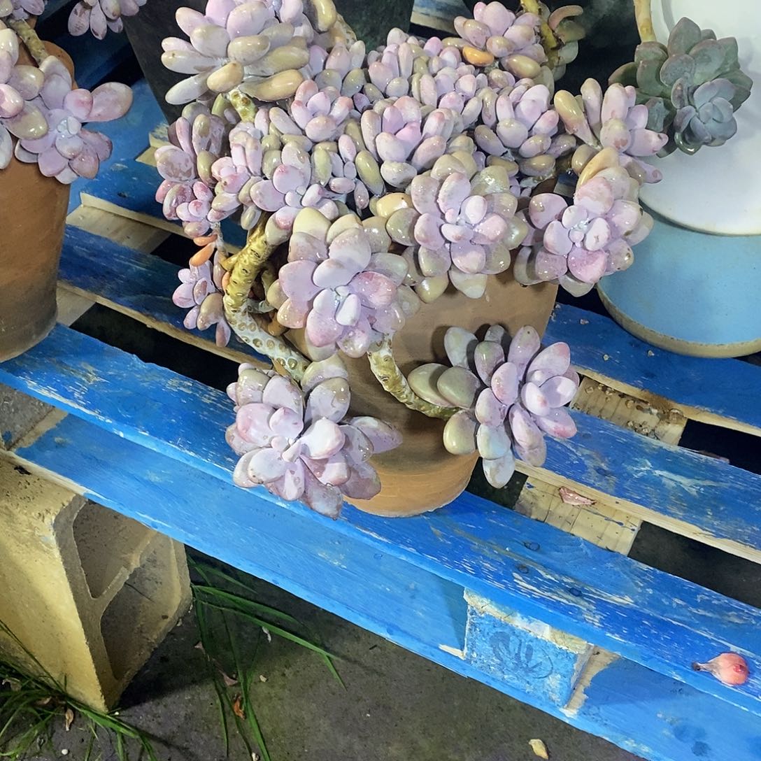 ৡ***ৡ桃蛋多肉植物包邮到家