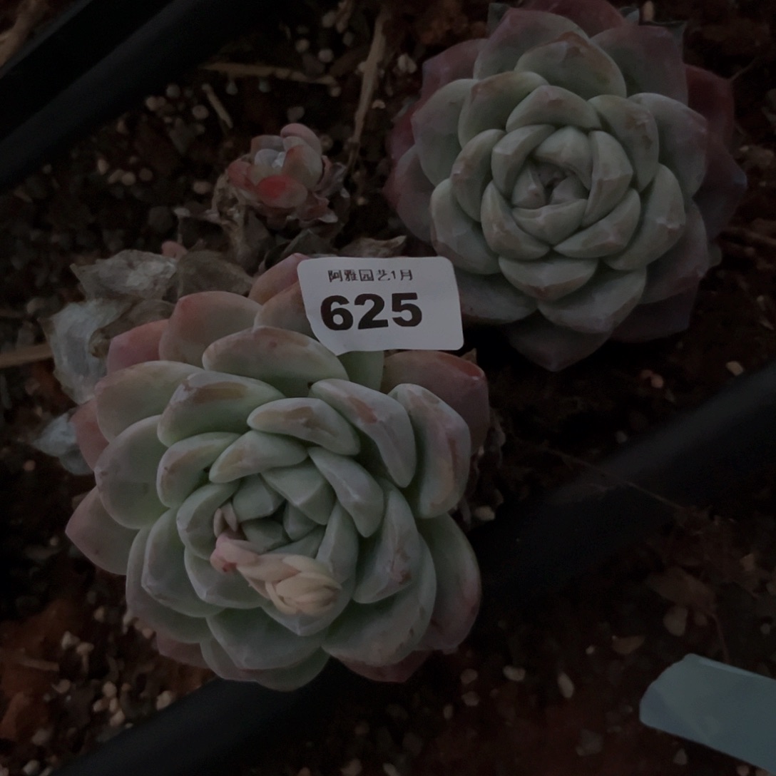 阿雅园艺。        带桩625