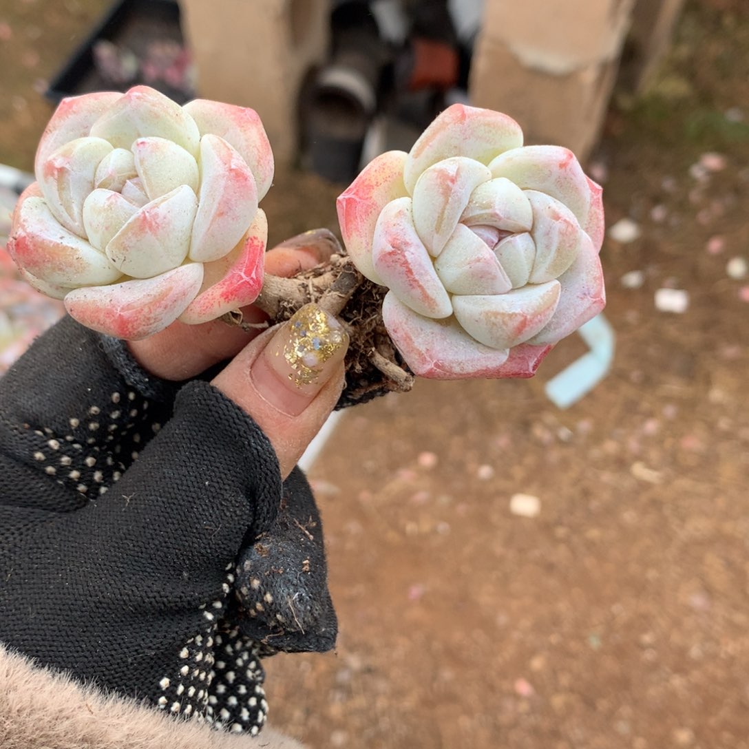 石榴籽冰玉哈哈哈哈哈哈哈哈