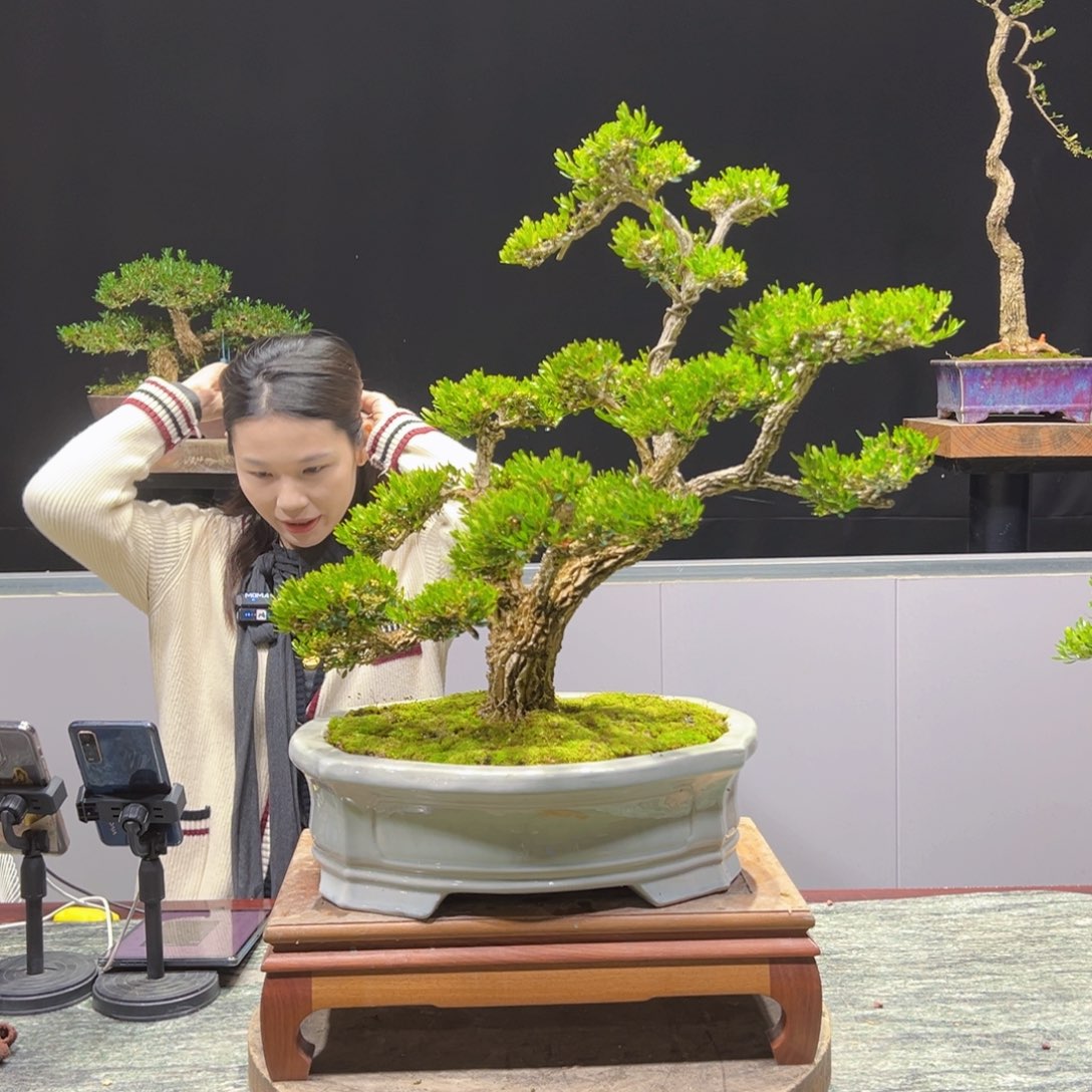 黄杨盆景老桩四季长青