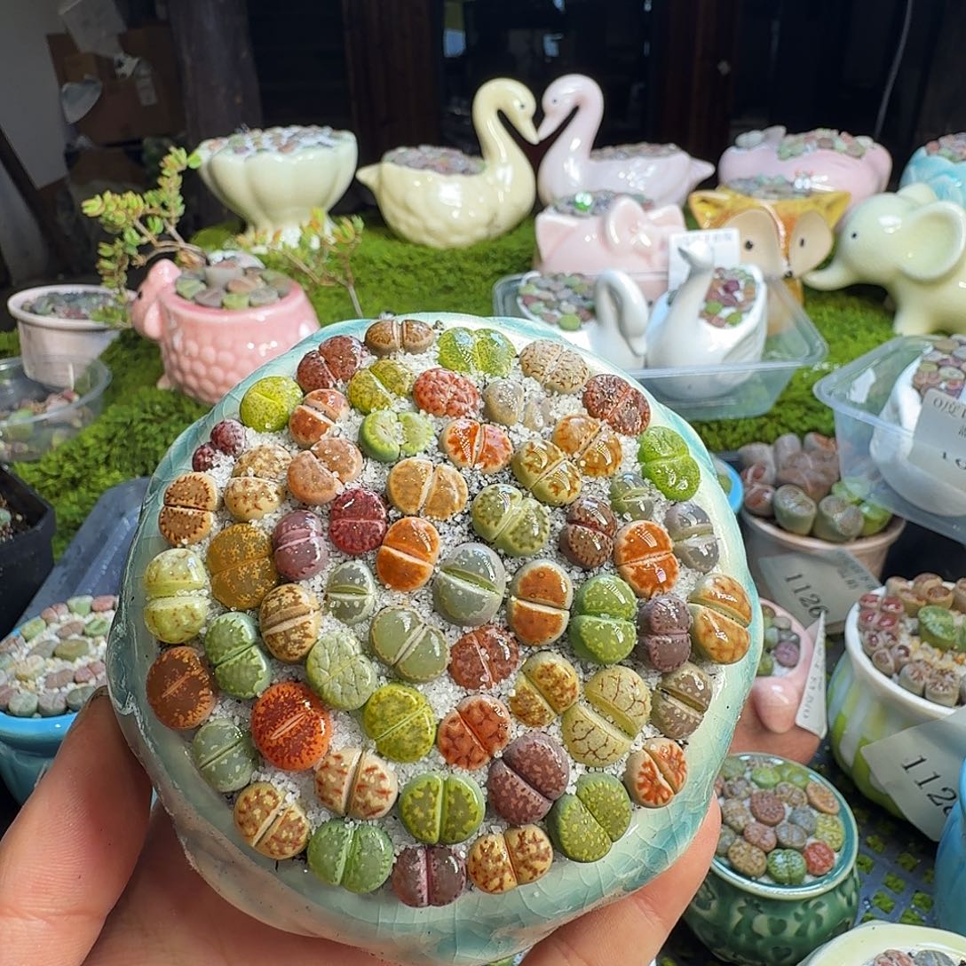 多肉葡萄干和水果1134