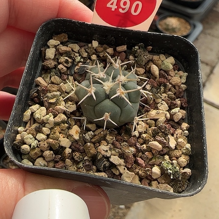 实在顶花大祥冠一棵树