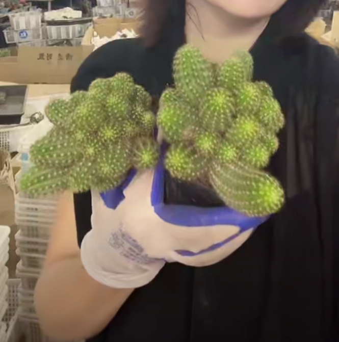 二妹园艺【 2颗 黄金白檀  自根】默认脱土随机发货