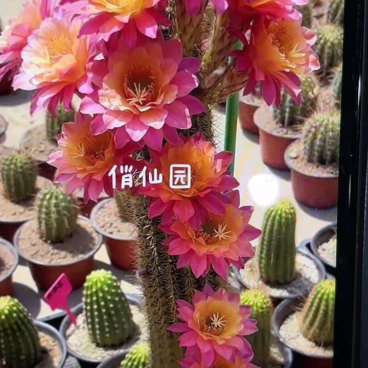 金妞时光23厘米起原盆土发货