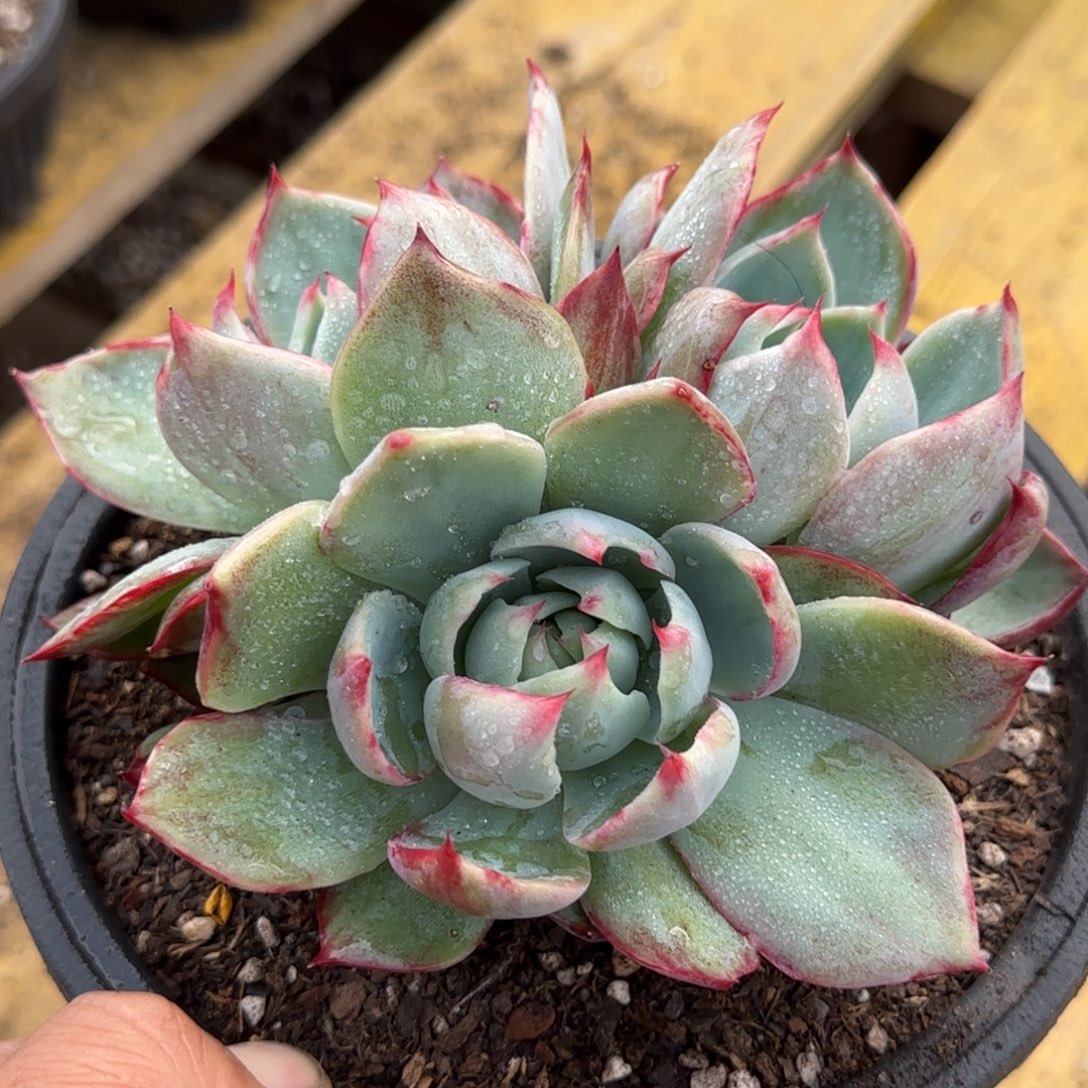 佐***人惊鸿一物一拍包装收缩花旱