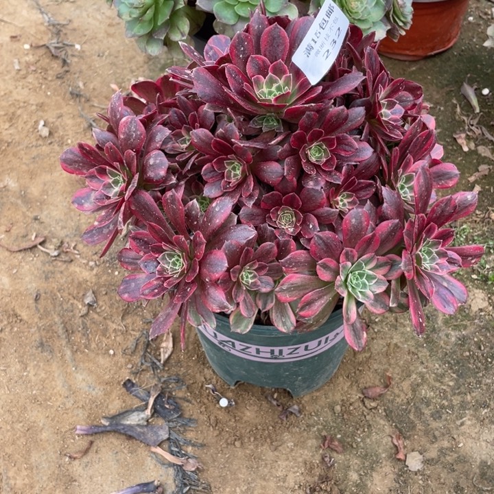 232金丝雀法师断枝不售后