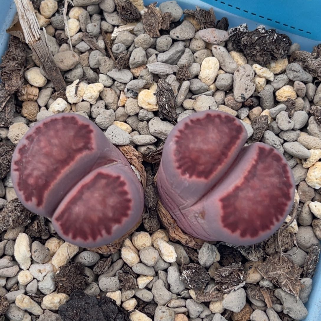 1804双头紫菊一颗