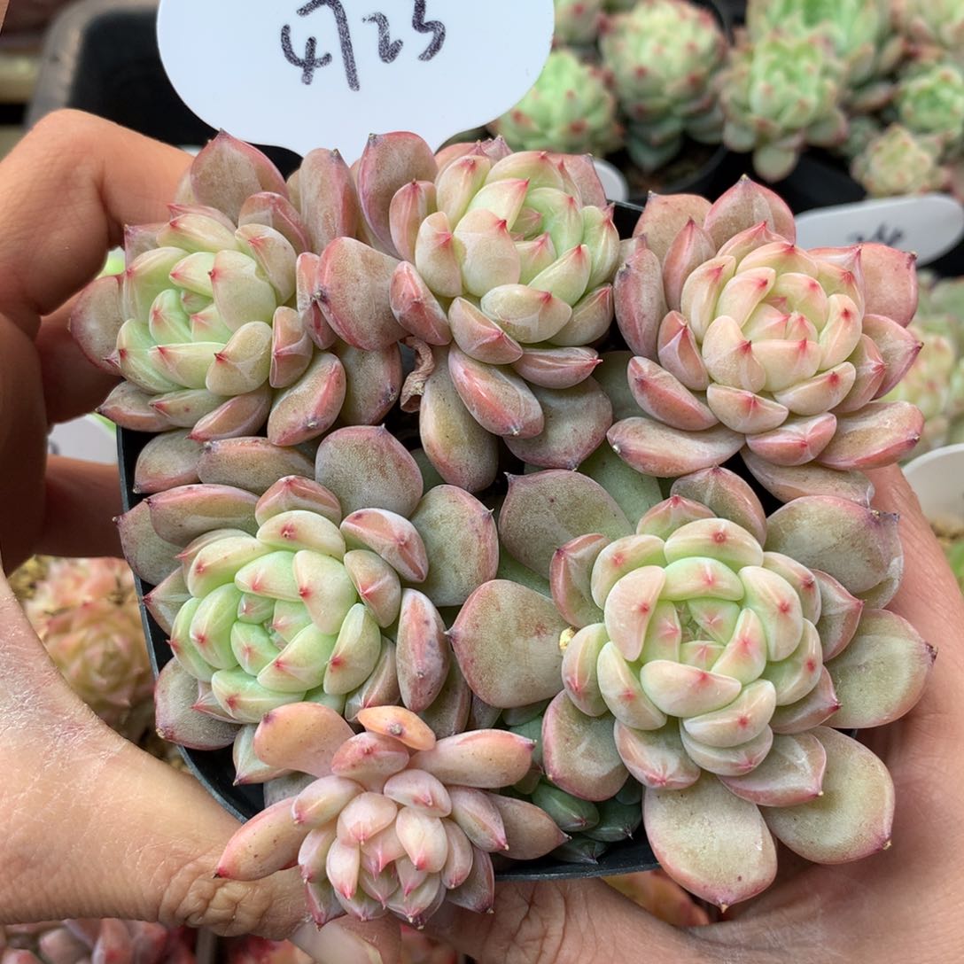 白粉油透暗纹珍妮老桩4723