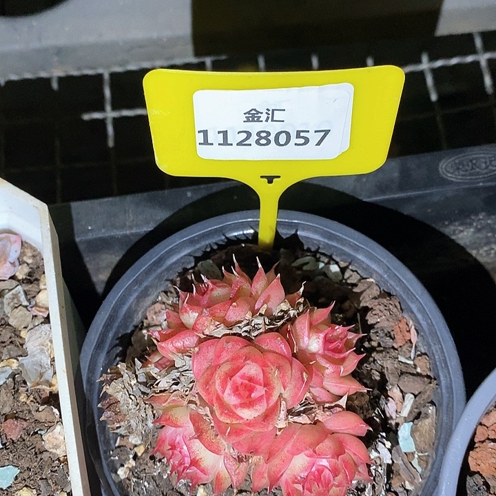 福利多多。1128057